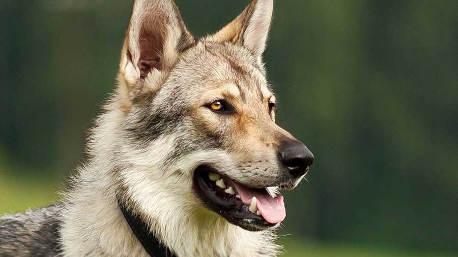Czechoslovakian Wolfdog Photos